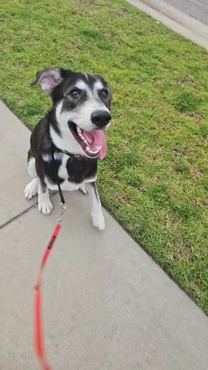 Enlarge Rocket, a ADOPTABLE Husky in Baker, LA video 5/6