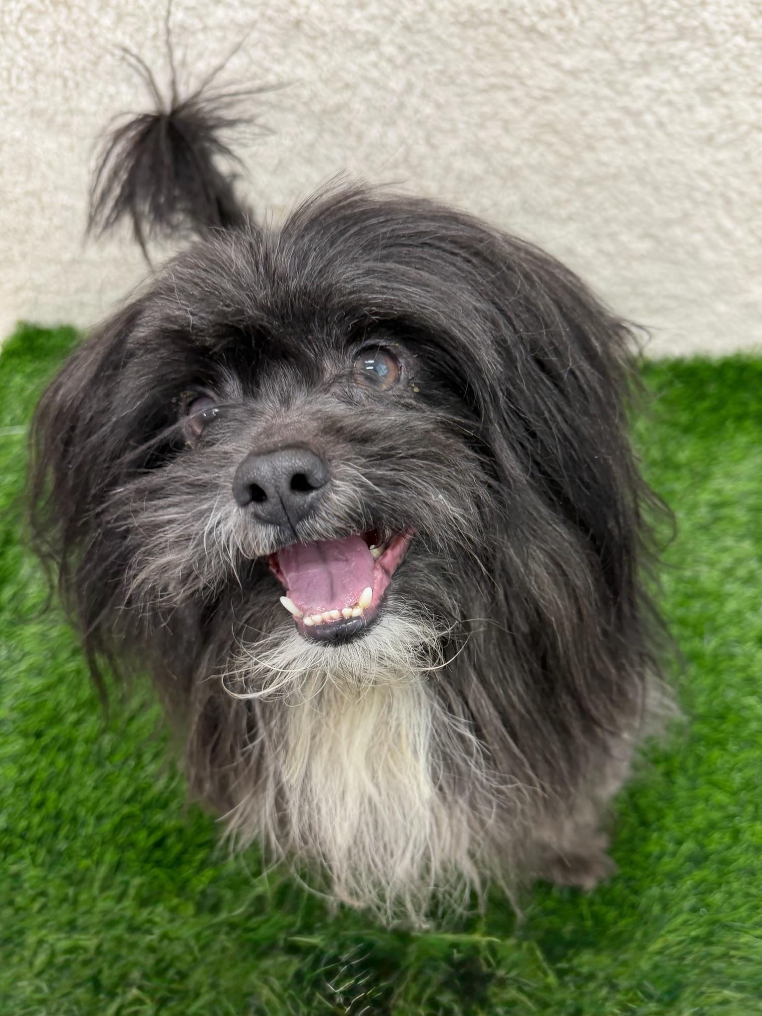 Enlarge Fast Eddy Tag 716, a ADOPTABLE mixed breed in Central Islip, NY image 1/1