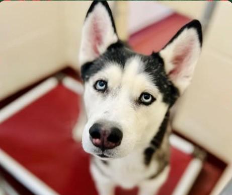 Enlarge Mavis, a Adoptable Husky in Ionia, MI image 1/1