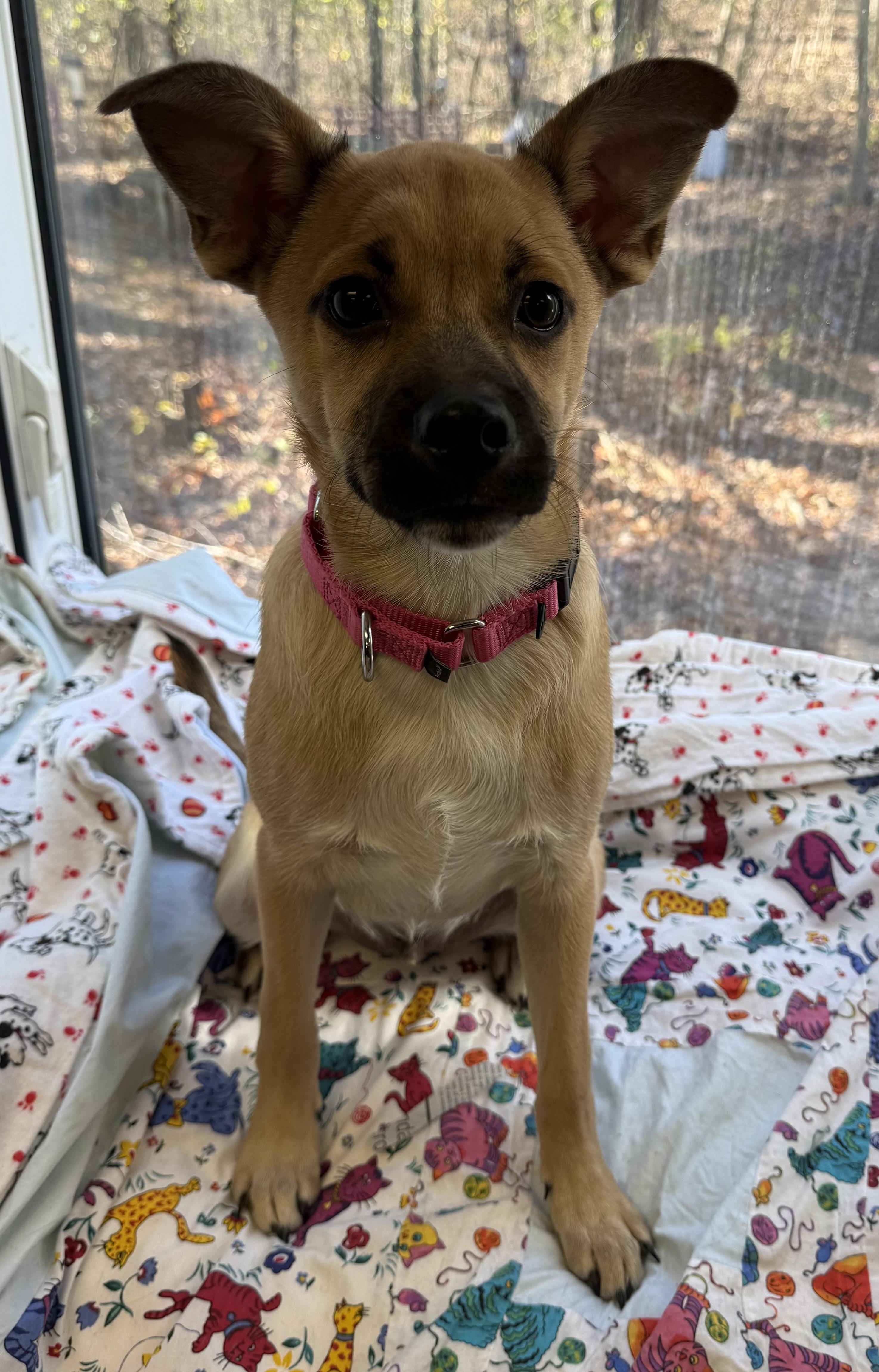 Enlarge Journey, a Adoptable Mixed Breed in Sudbury, MA image 1/1