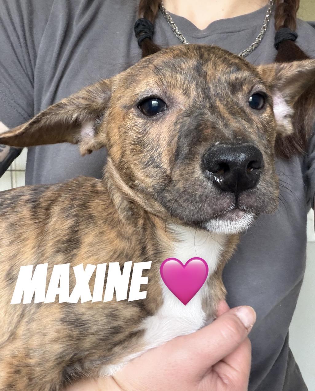 Enlarge Maxine, a Adopted mixed breed in Felton, PA image 1/1