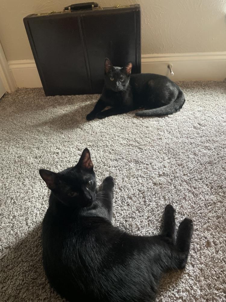 Sazerac — thumbnail 3