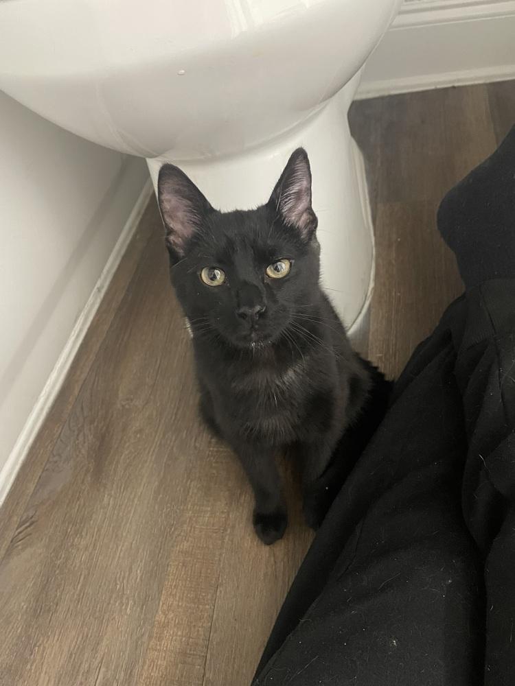 Sazerac — thumbnail 4