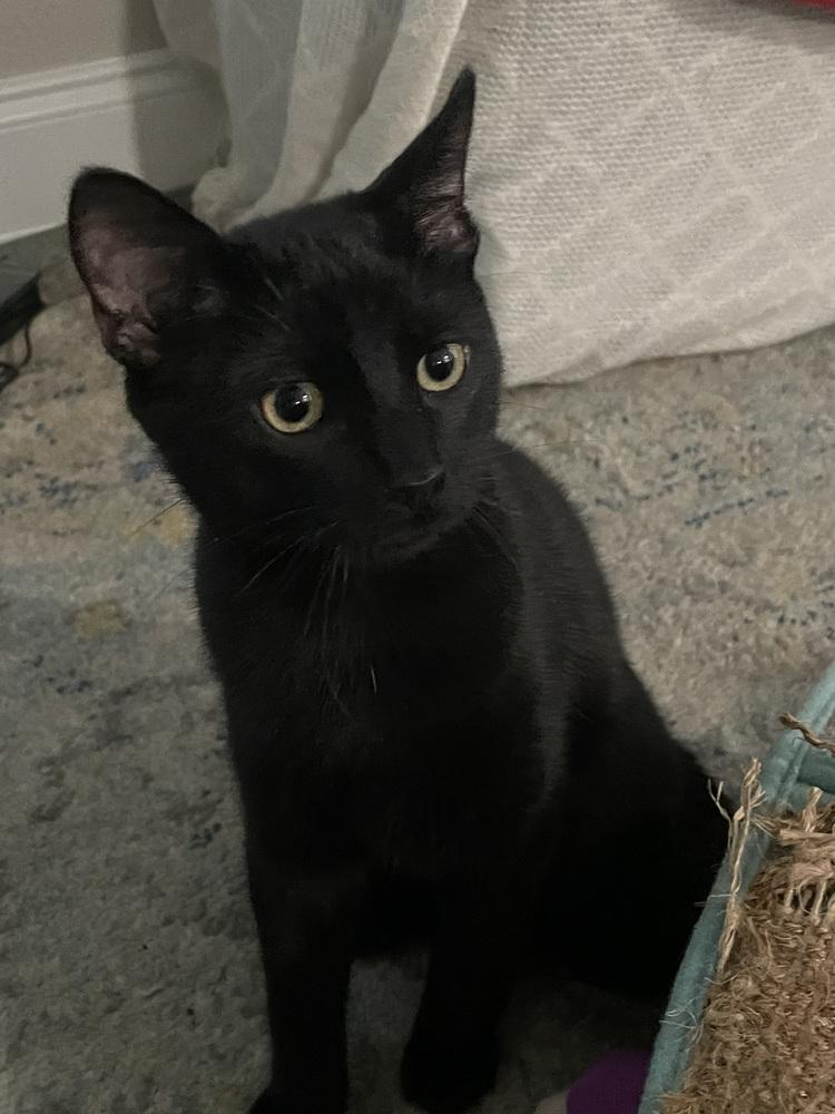 Sazerac — thumbnail 6