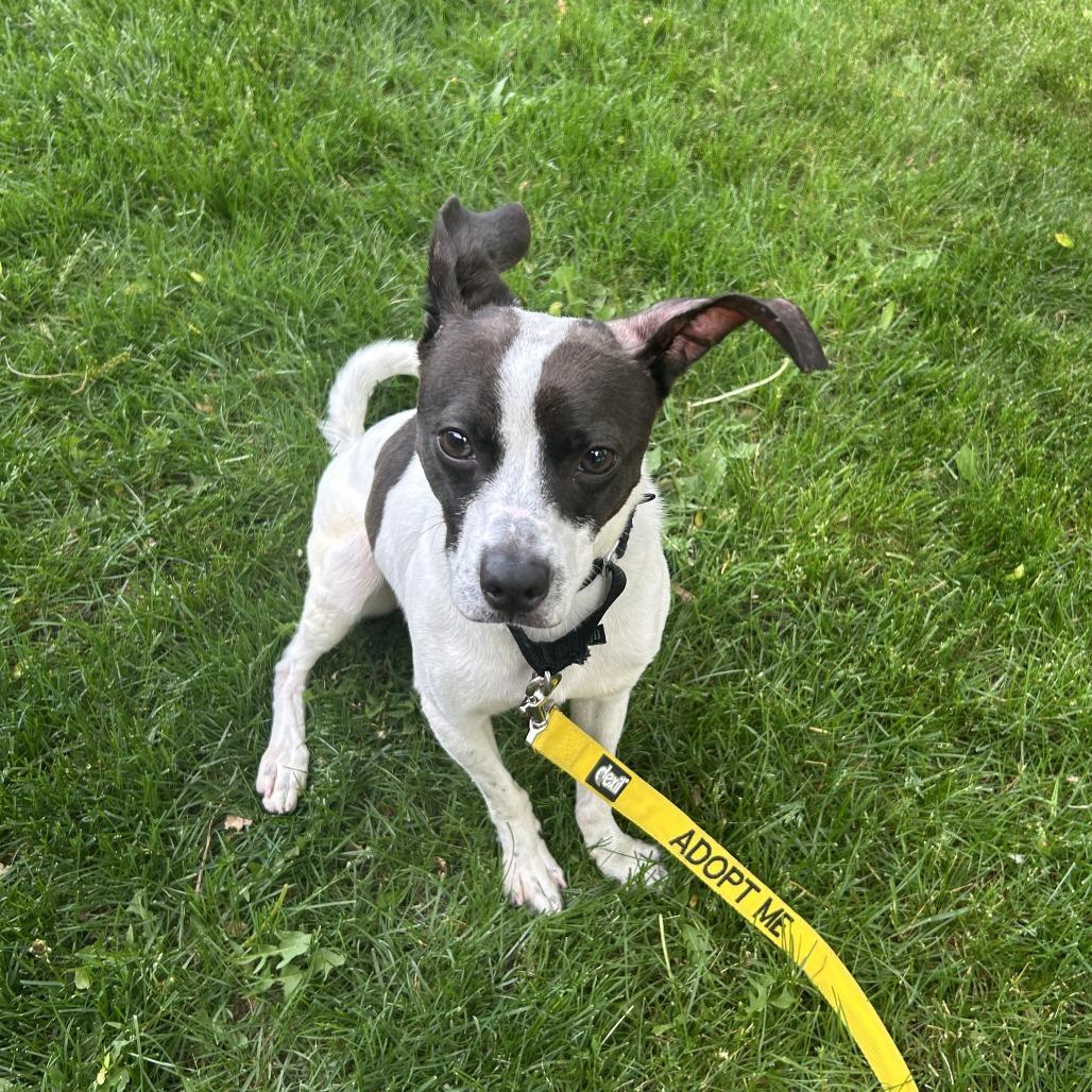 Flick, Adoptable, Adult Male Terrier.
