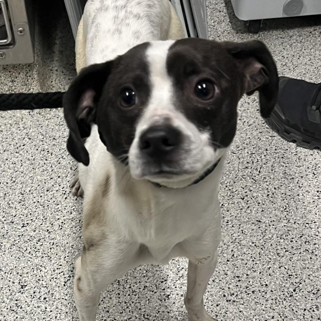 Enlarge Flick, a Adoptable Terrier in Oak Park, IL image 2/6