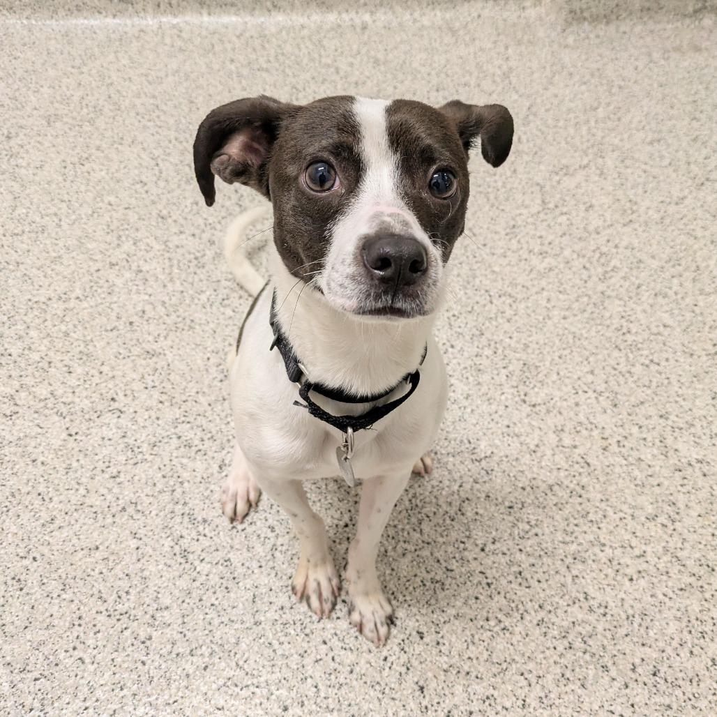 Enlarge Flick, a Adoptable Terrier in Oak Park, IL image 3/6