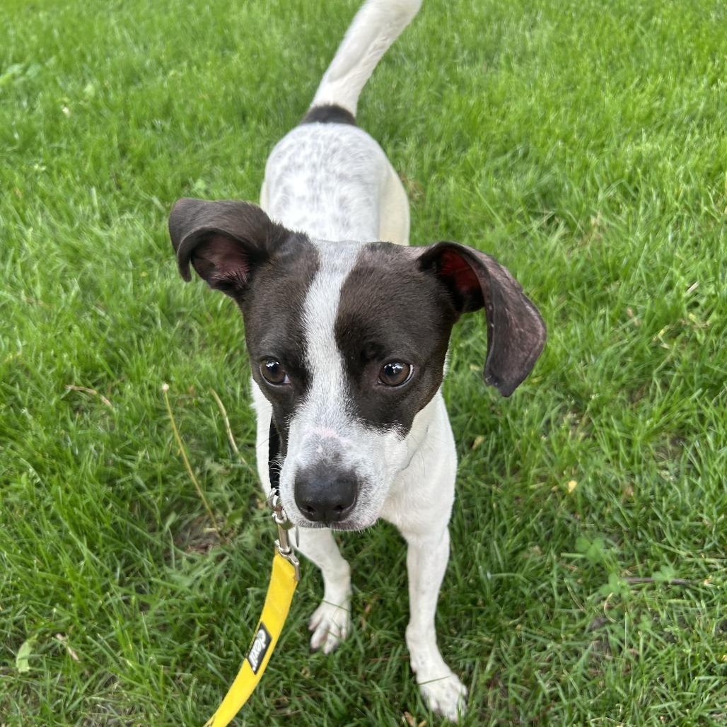 Enlarge Flick, a Adoptable Terrier in Oak Park, IL image 4/6