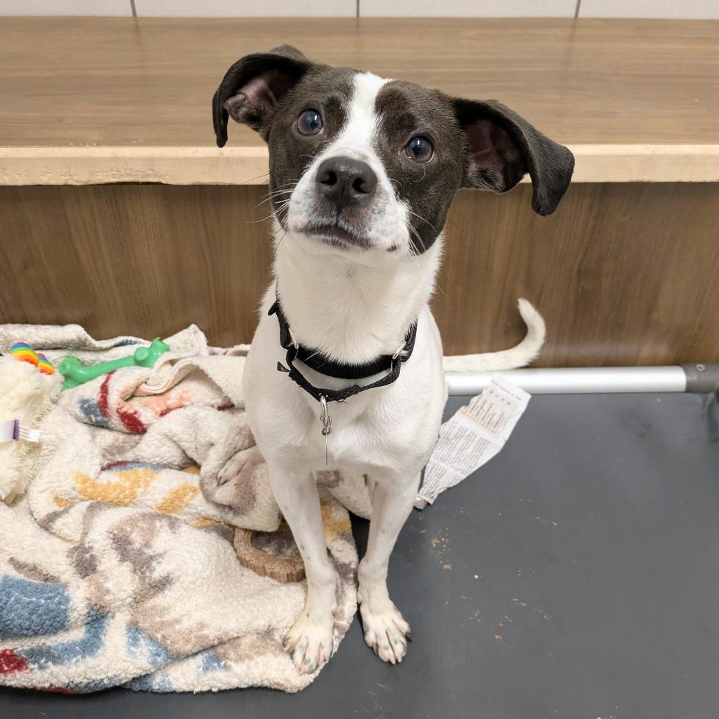 Enlarge Flick, a Adoptable Terrier in Oak Park, IL image 5/6