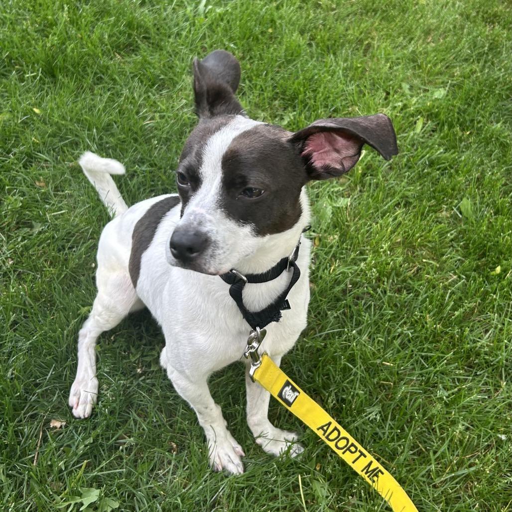 Enlarge Flick, a Adoptable Terrier in Oak Park, IL image 6/6