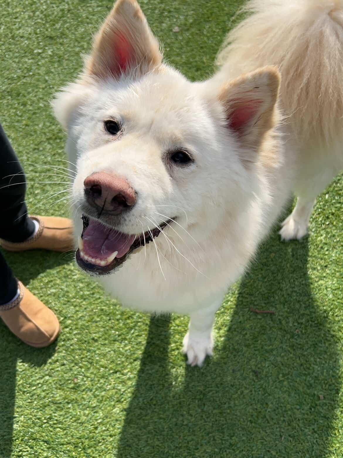 Enlarge Casper, a Adoptable mixed breed in Centreville, VA image 2/6