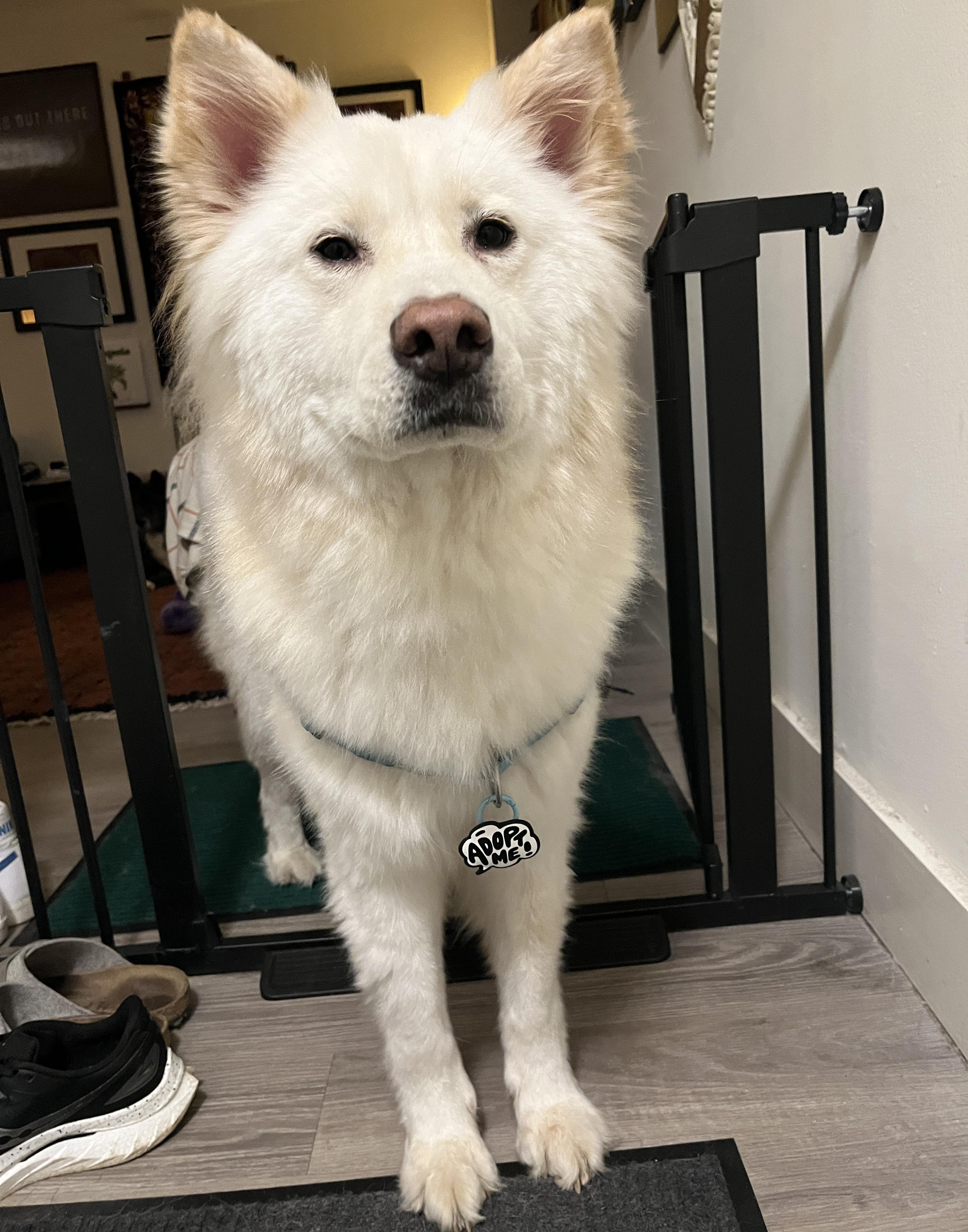 Enlarge Casper, a Adoptable mixed breed in Centreville, VA image 5/6
