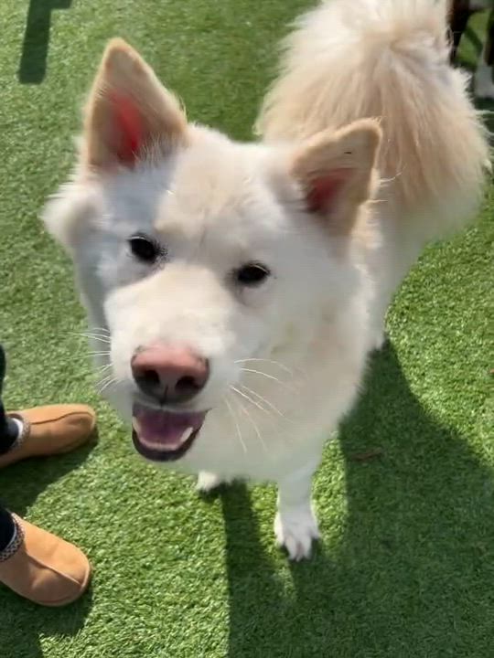 Enlarge Casper, a Adoptable mixed breed in Centreville, VA video 6/6