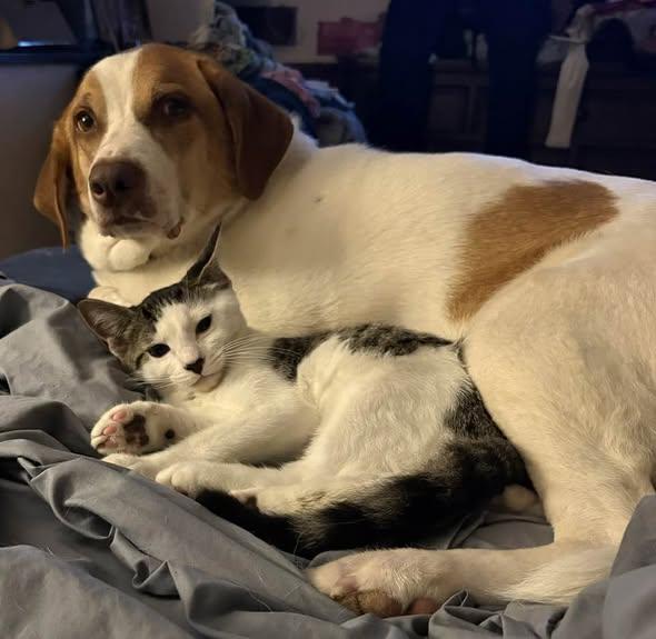 Enlarge Hansel & Gretel, a ADOPTABLE Domestic Short Hair in Portland, ME image 3/3