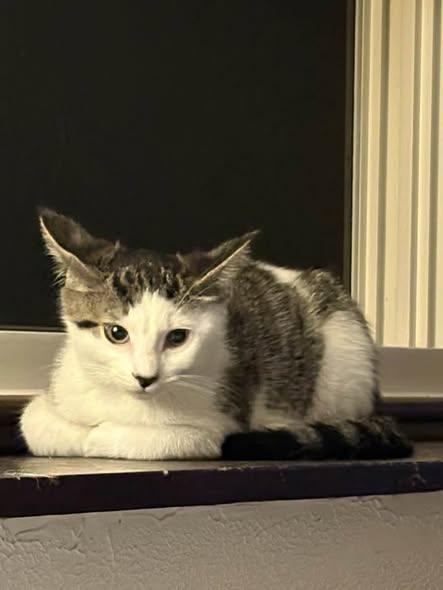 Hansel & Gretel, ADOPTABLE, Kitten Female Domestic Short Hair.