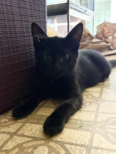 Enlarge Hansel & Gretel, a ADOPTABLE Domestic Short Hair in Portland, ME image 2/3