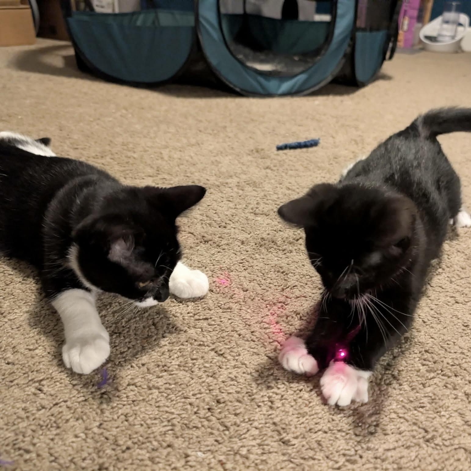 Enlarge Tapatio & Cholula — Bonded Pair, a Adoptable Domestic Short Hair in Gladstone, OR image 6/6