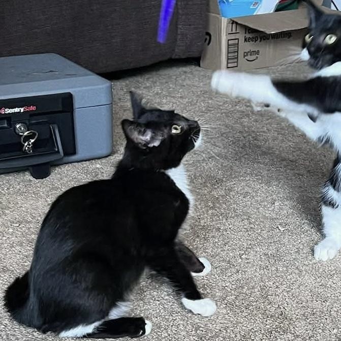 Enlarge Tapatio & Cholula — Bonded Pair, a Adoptable Domestic Short Hair in Gladstone, OR image 3/6