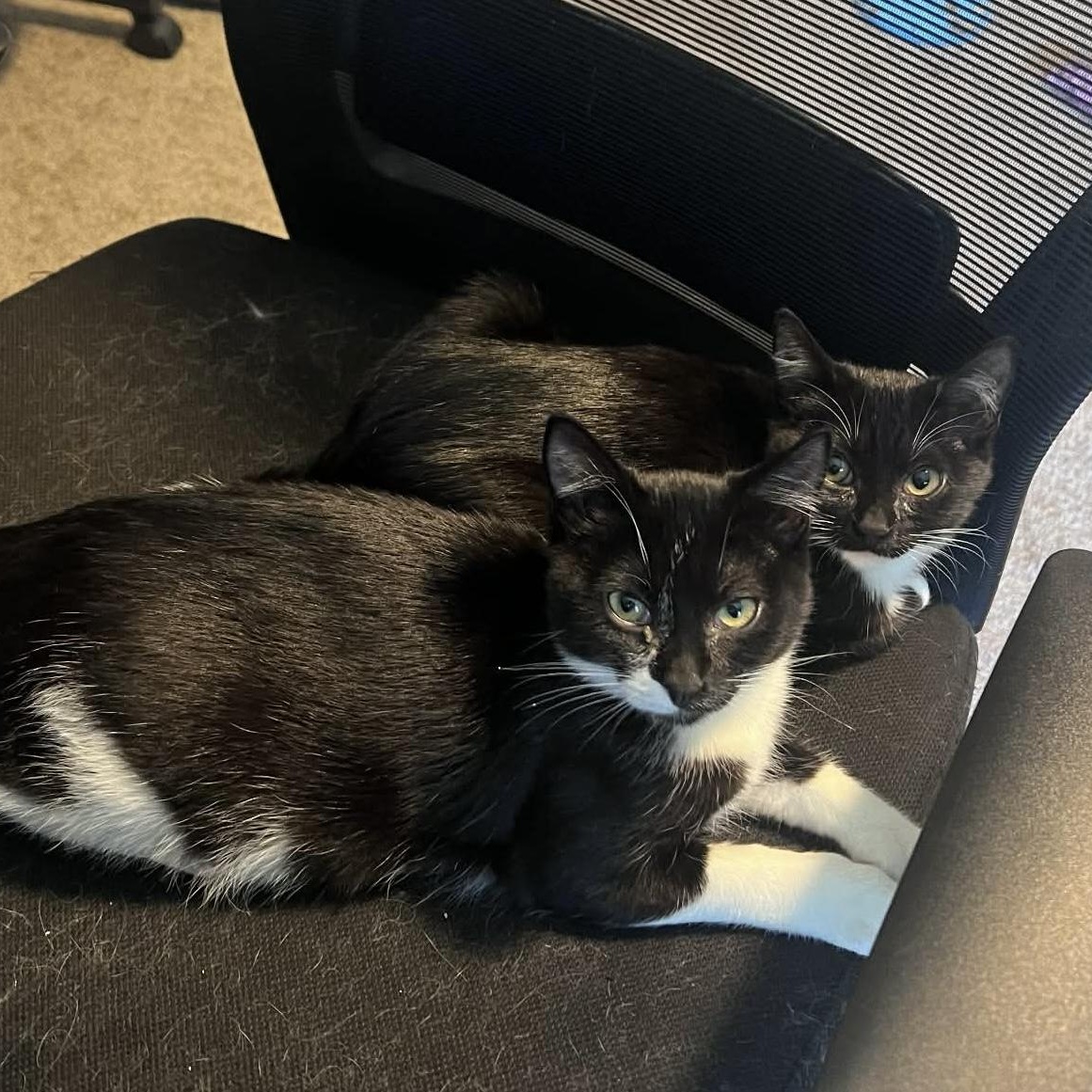 Enlarge Tapatio & Cholula — Bonded Pair, a Adoptable Domestic Short Hair in Gladstone, OR image 5/6