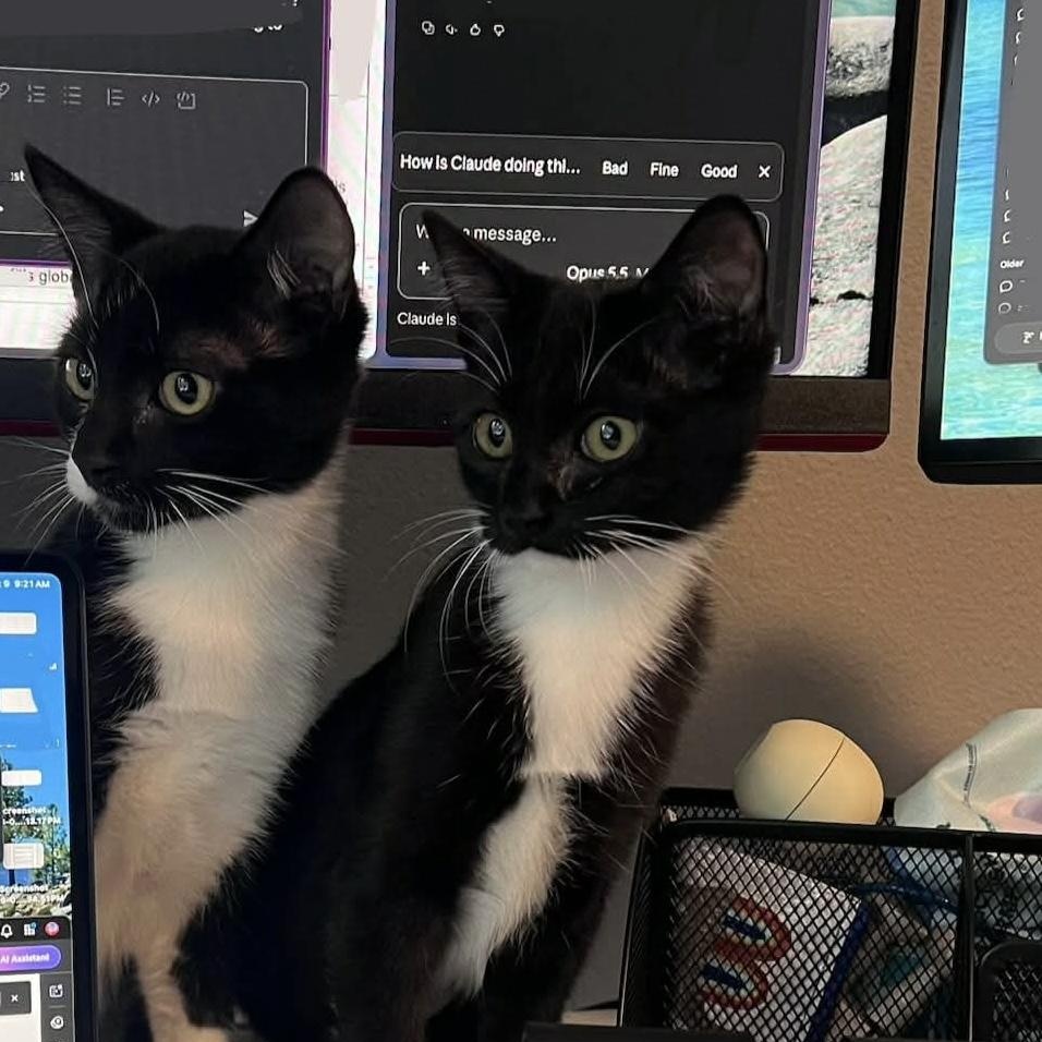 Enlarge Tapatio & Cholula — Bonded Pair, a Adoptable Domestic Short Hair in Gladstone, OR image 1/6