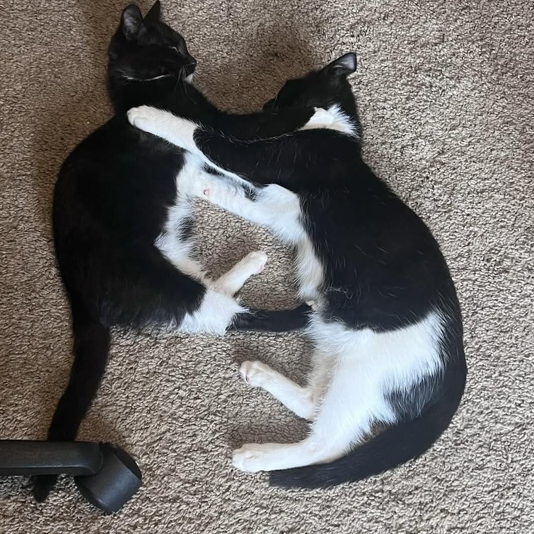 Enlarge Tapatio & Cholula — Bonded Pair, a Adoptable Domestic Short Hair in Gladstone, OR image 2/6