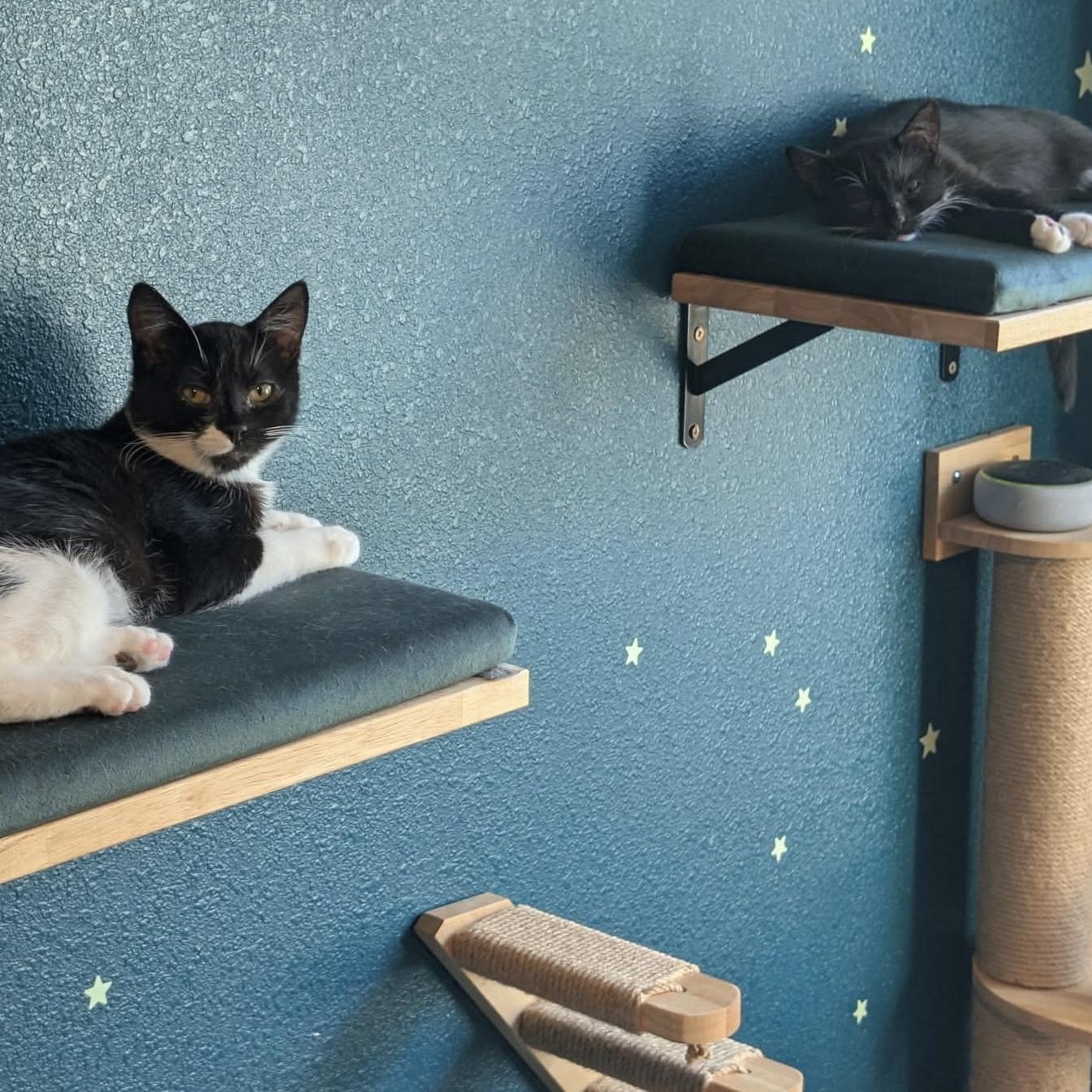 Enlarge Tapatio & Cholula — Bonded Pair, a Adoptable Domestic Short Hair in Gladstone, OR image 4/6