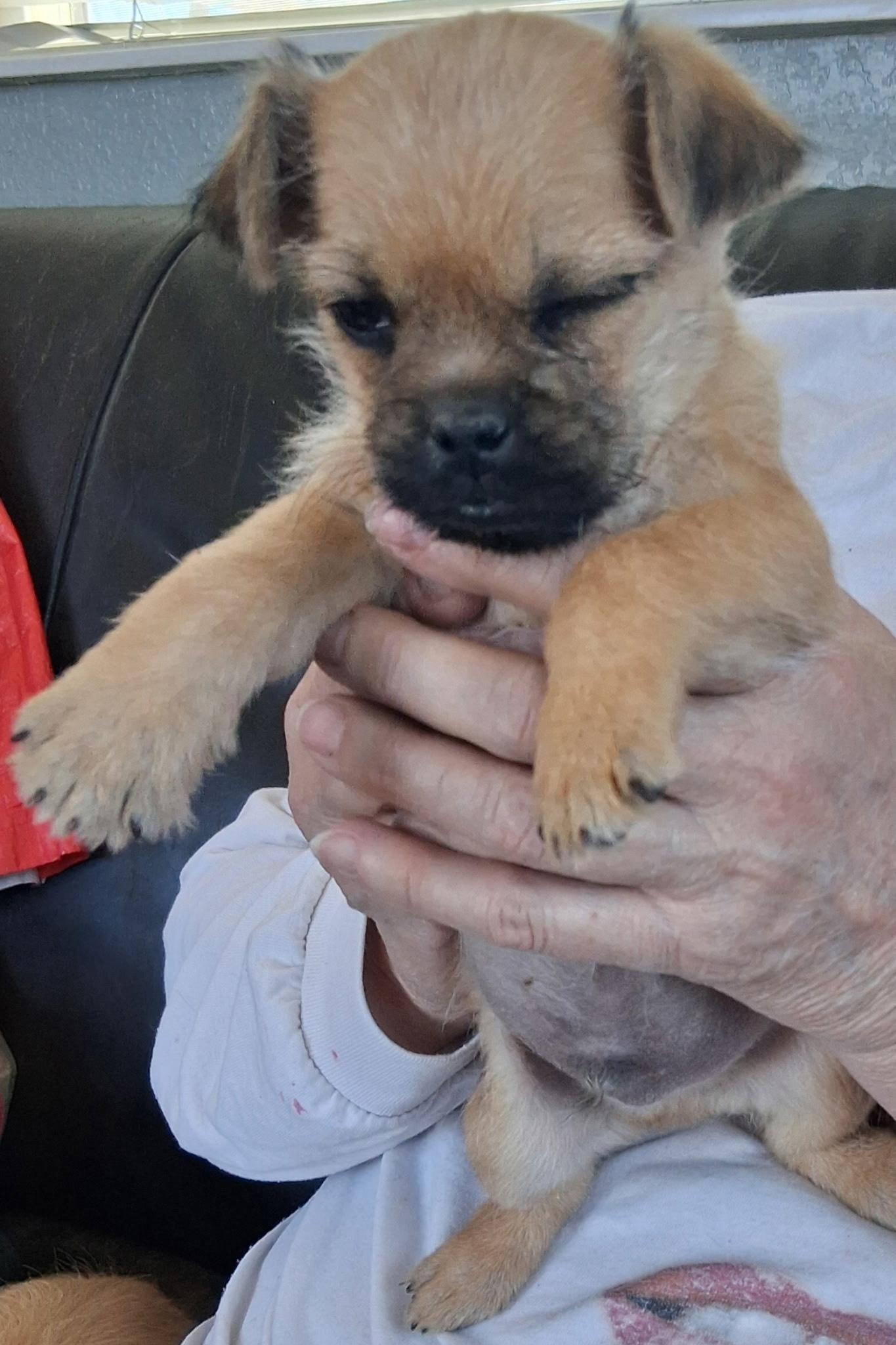 Baby Girl, adopted, Puppy Male Chihuahua & Pug.