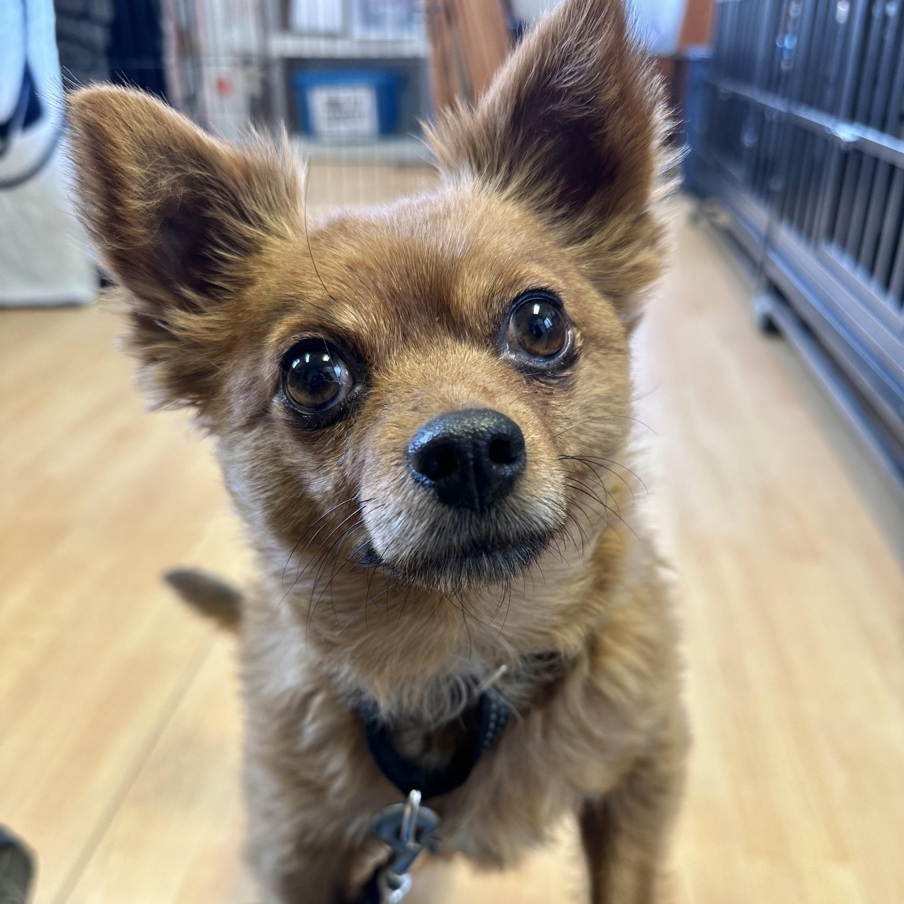 Ollie, ADOPTABLE, Adult Male Pomeranian & Chihuahua.