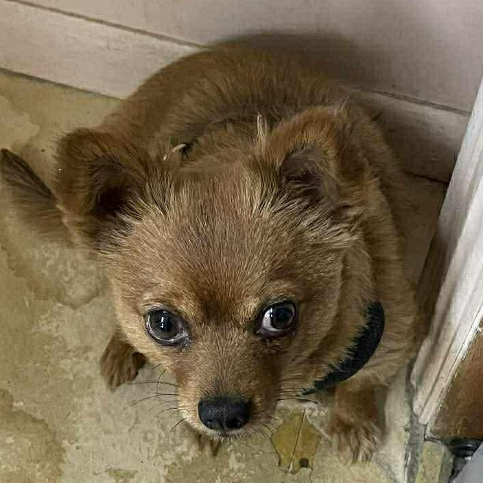 Ollie, ADOPTABLE, Adult Male Chihuahua.