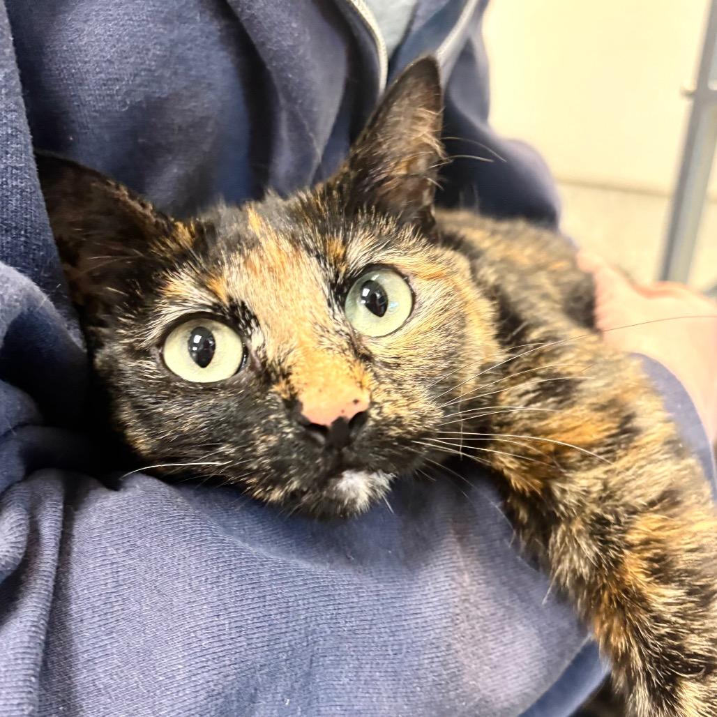 Enlarge Skippy, a Adoptable Domestic Short Hair in Great Falls, MT image 1/1