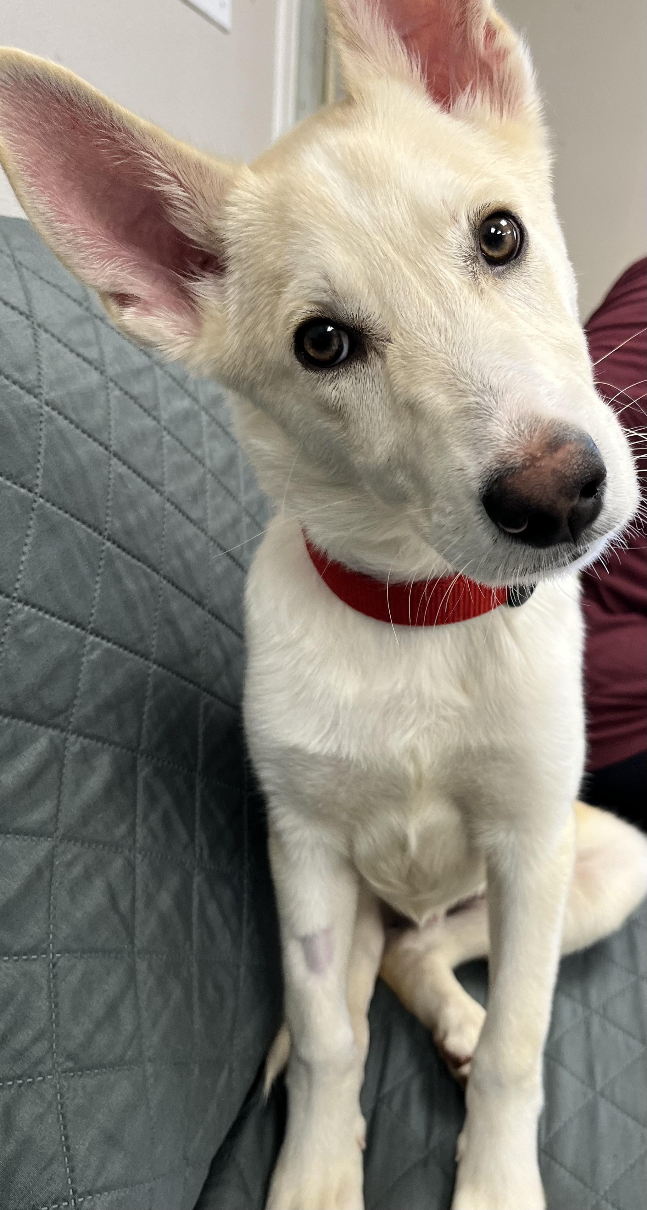 Oliver, adopted, Puppy Male Husky.