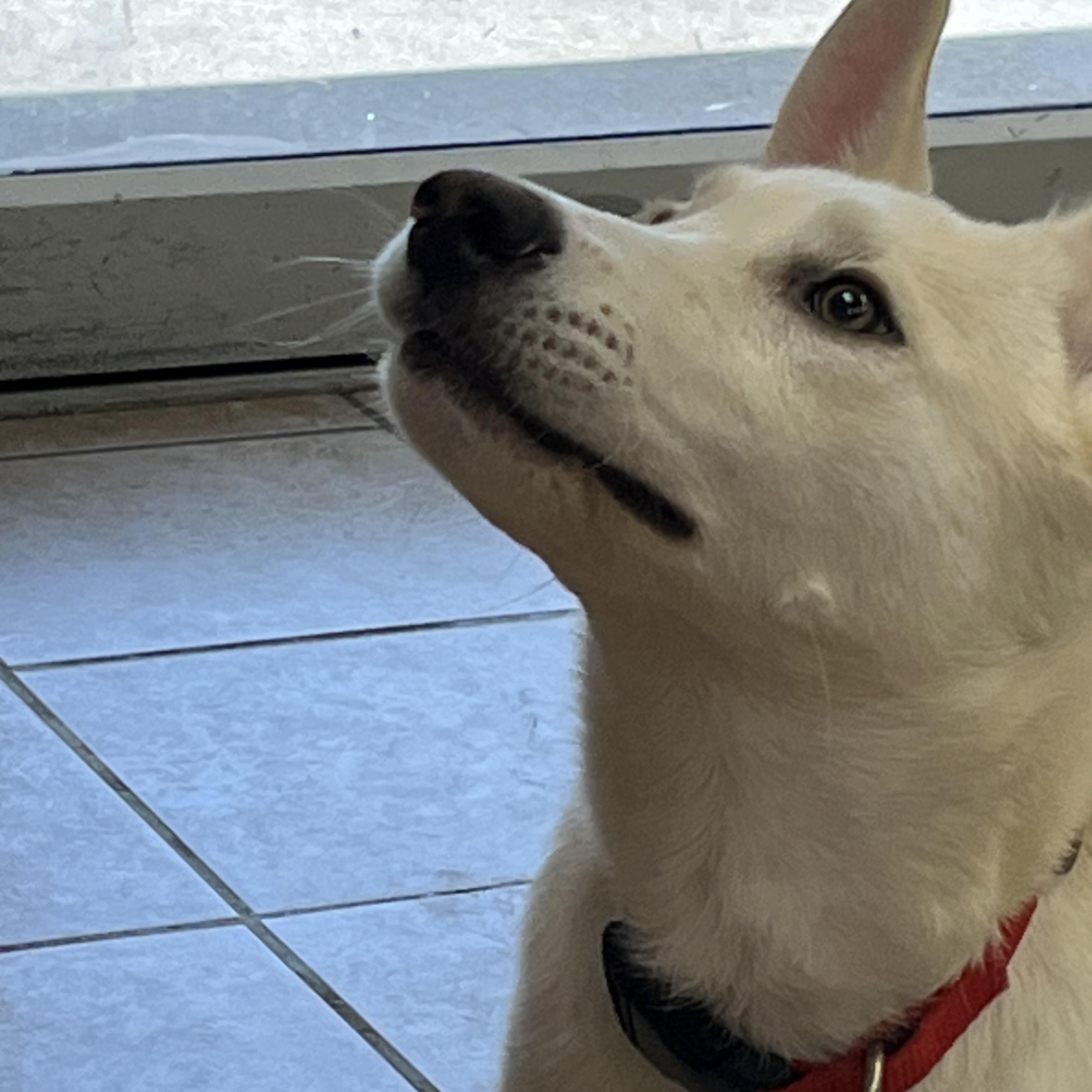 Oliver, an adopted mixed breed in Farmington, MO image 5/5
