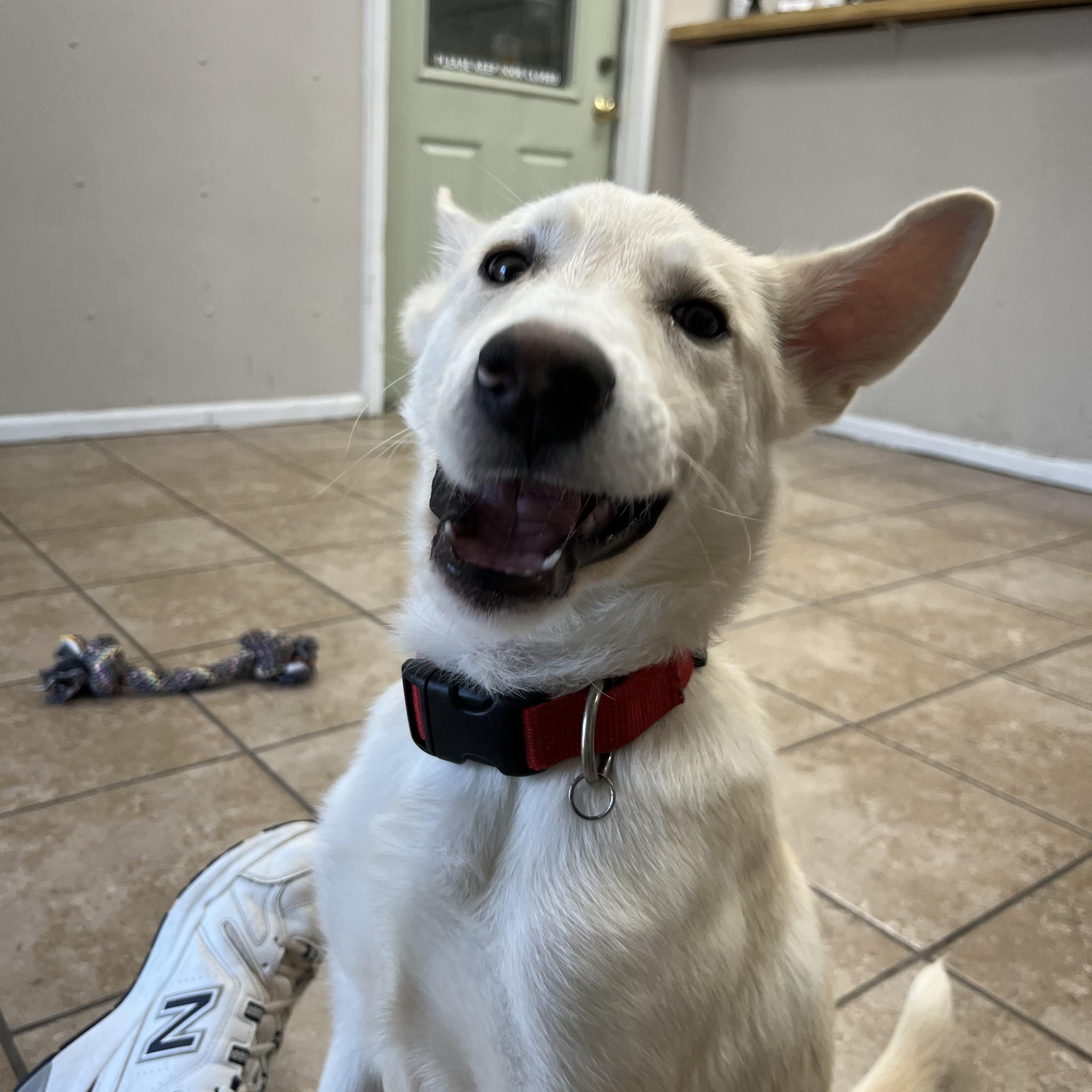 Oliver, an adopted mixed breed in Farmington, MO image 2/5