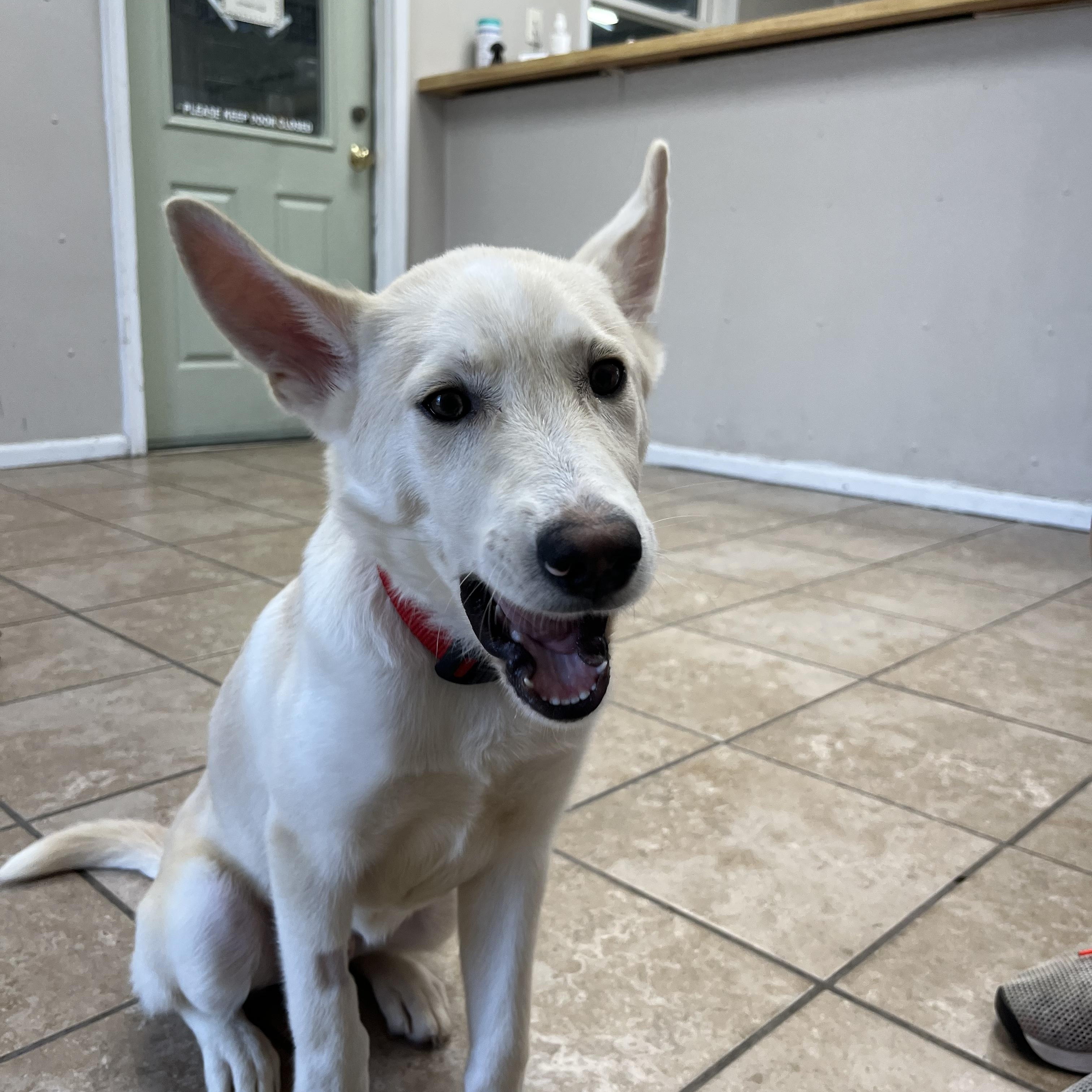 Oliver, an adopted mixed breed in Farmington, MO image 4/5
