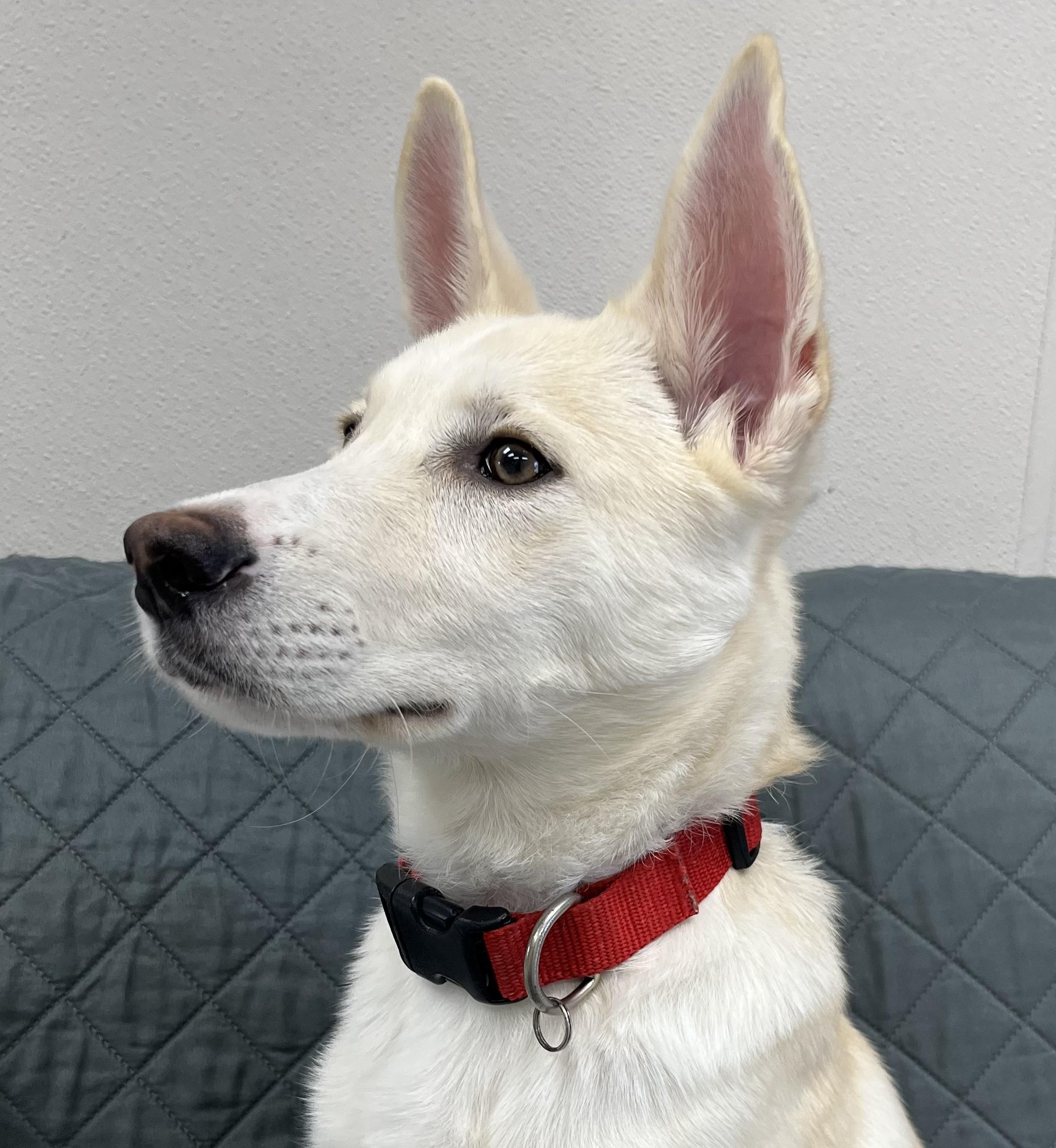 Oliver, an adopted mixed breed in Farmington, MO image 3/5
