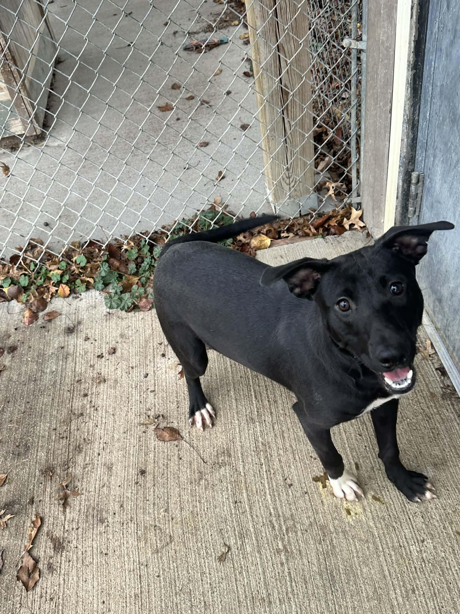 tip toe, a Adoptable mixed breed in Fairfield, IL image 1/2