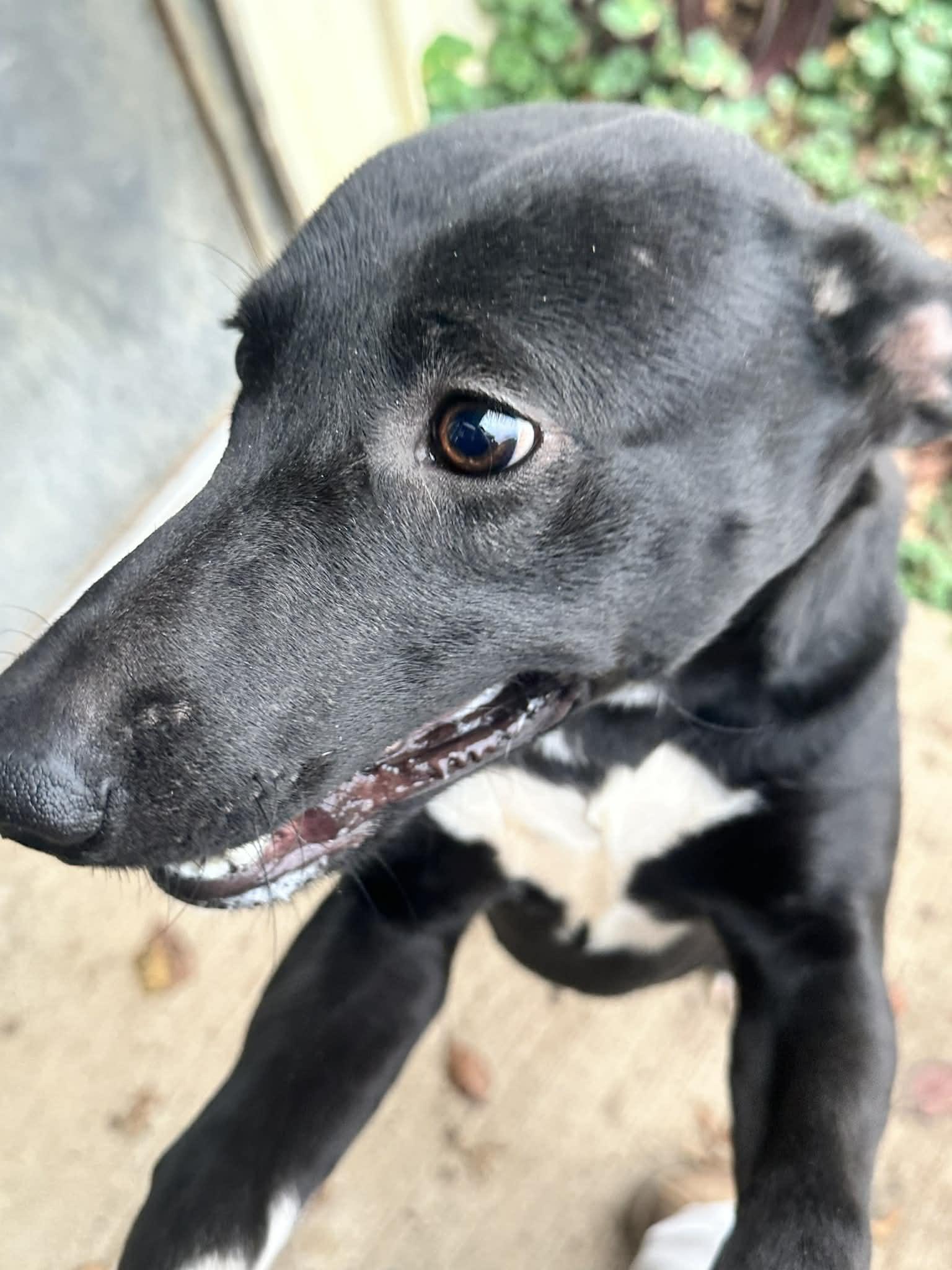 tip toe, a Adoptable mixed breed in Fairfield, IL image 2/2