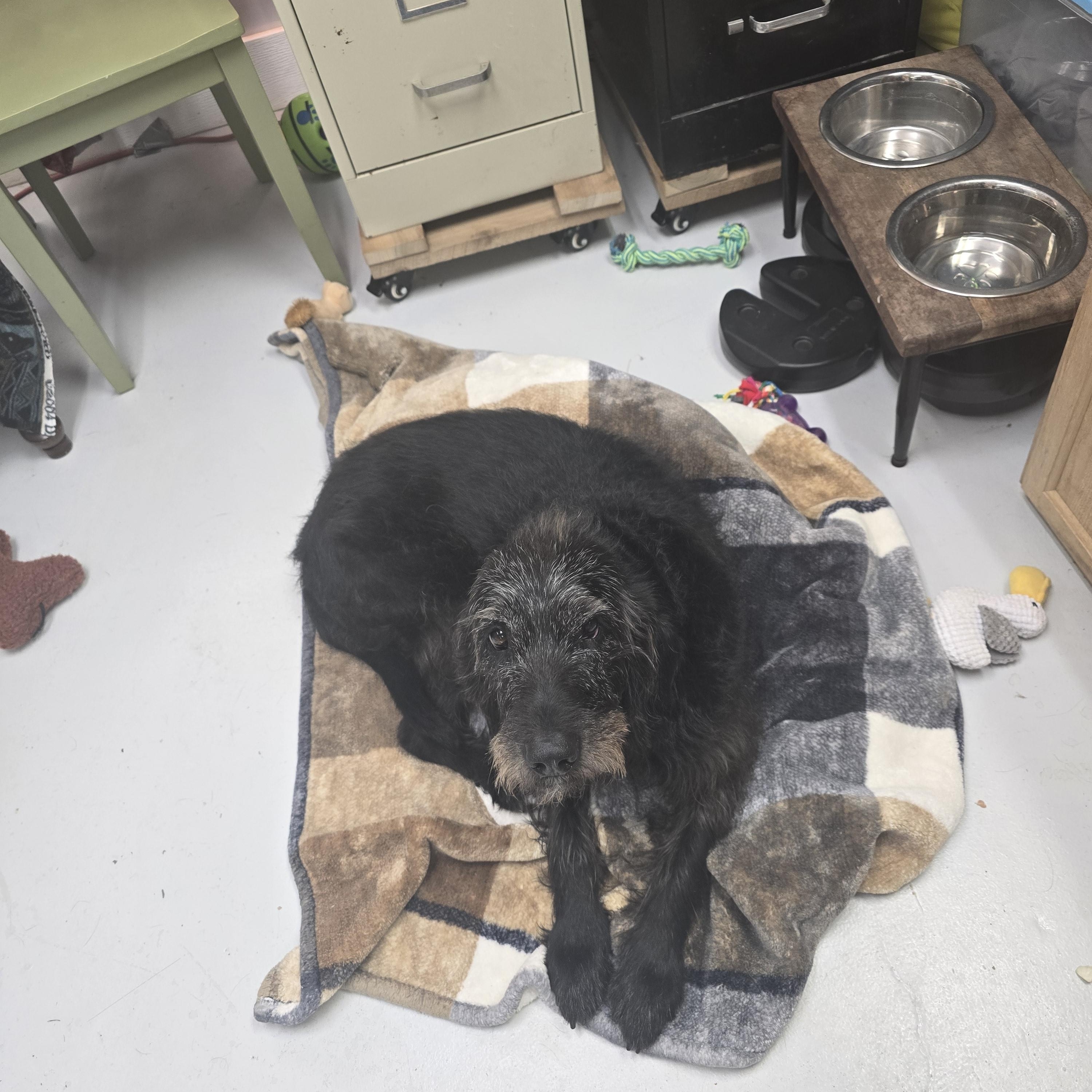 Maggie, ADOPTABLE, Senior Female Labradoodle.