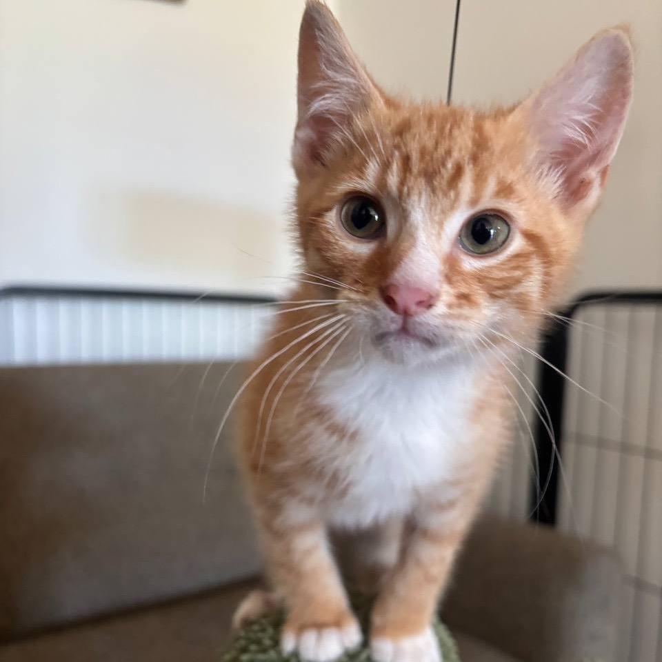 Goldie, a Adoptable Domestic Short Hair in Medford, NJ image 1/3