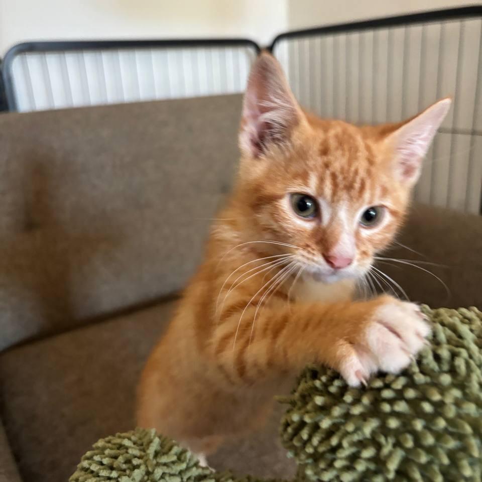 Goldie, a Adoptable Domestic Short Hair in Medford, NJ image 2/3