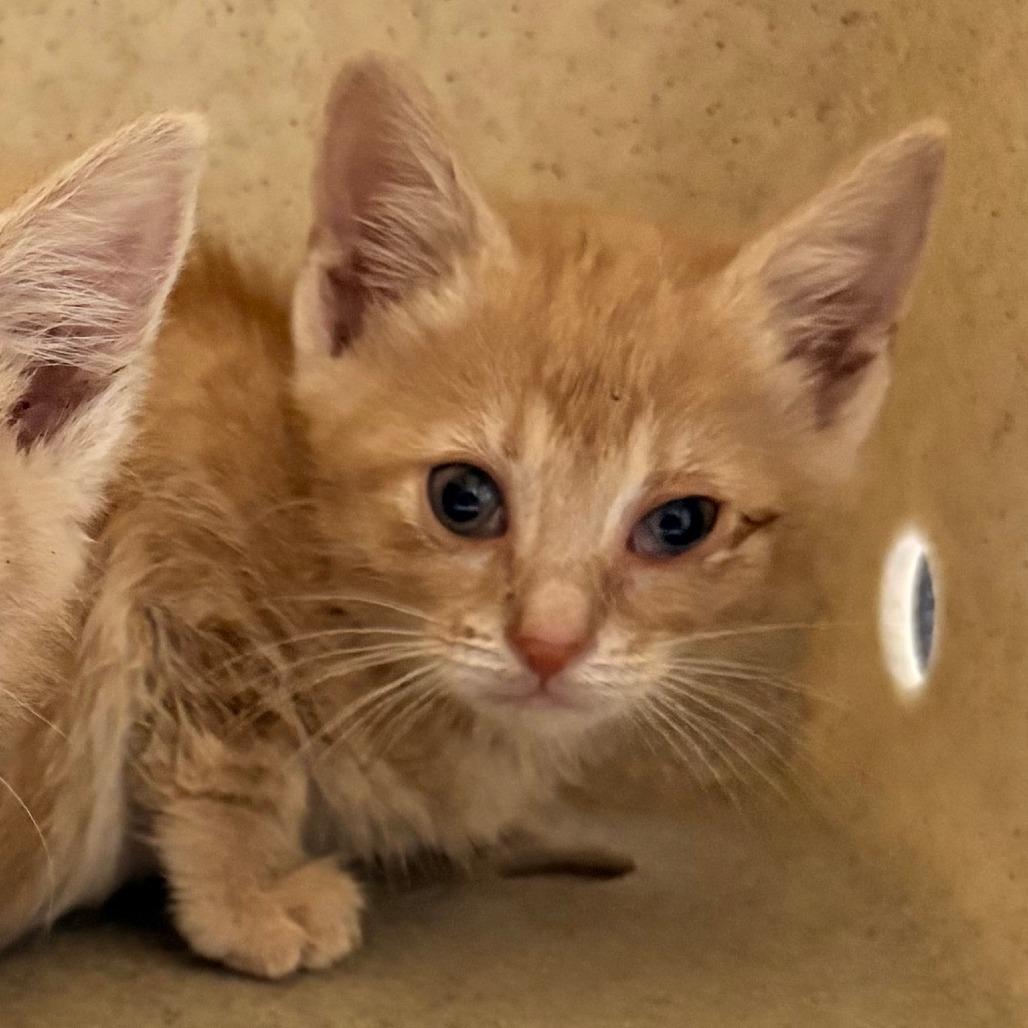 Goldie, a Adoptable Domestic Short Hair in Medford, NJ image 3/3