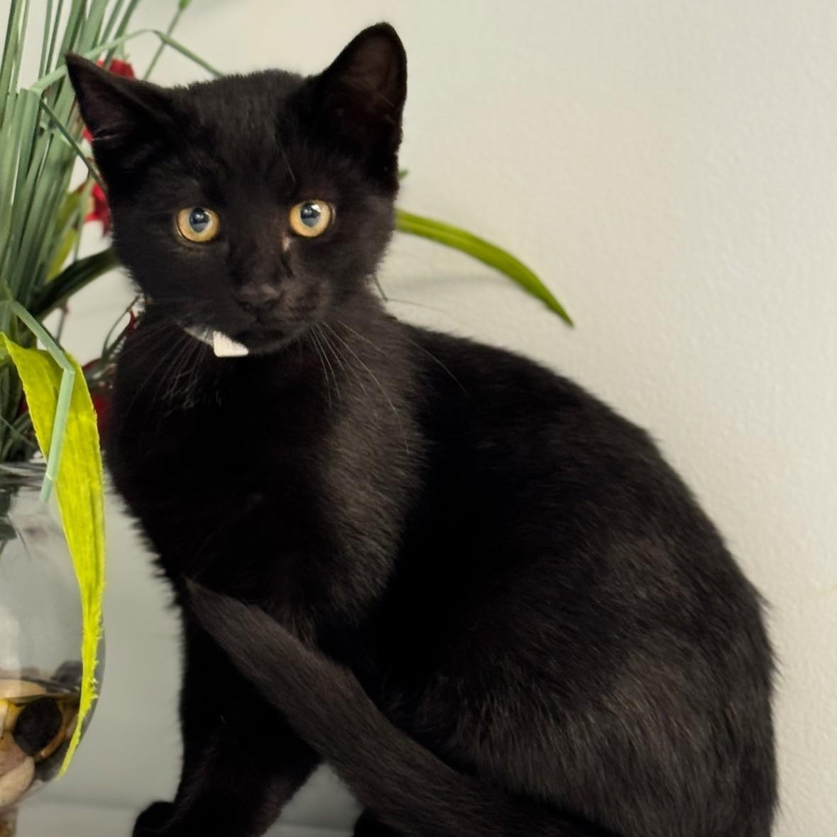 Hart, ADOPTABLE, Young Female Domestic Short Hair.
