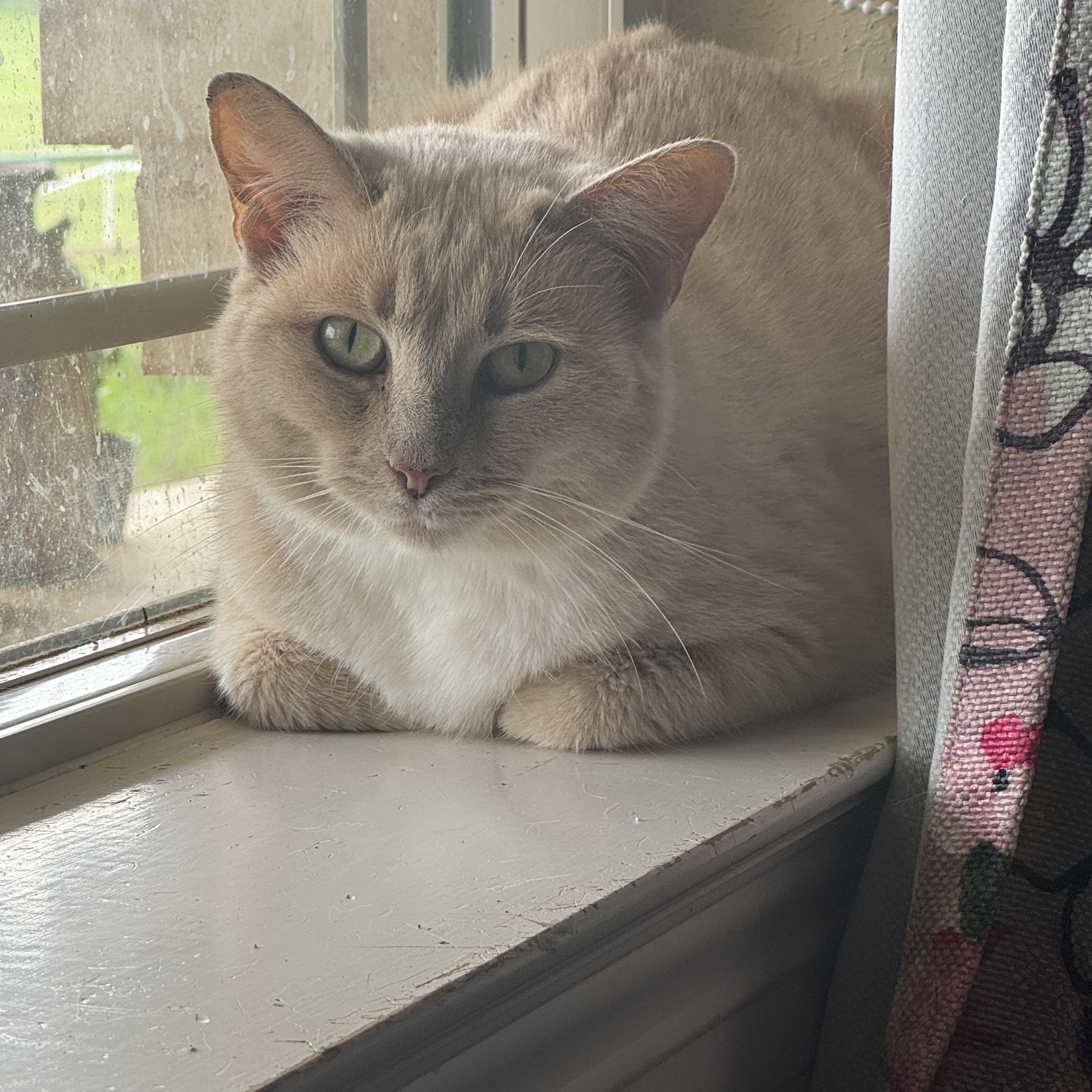 Chloe, ADOPTABLE, Young Female Domestic Short Hair.
