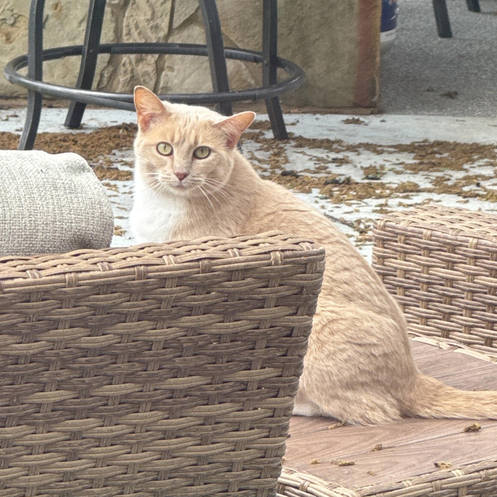 Enlarge Chloe, a ADOPTABLE Domestic Short Hair in Springtown, TX image 2/4