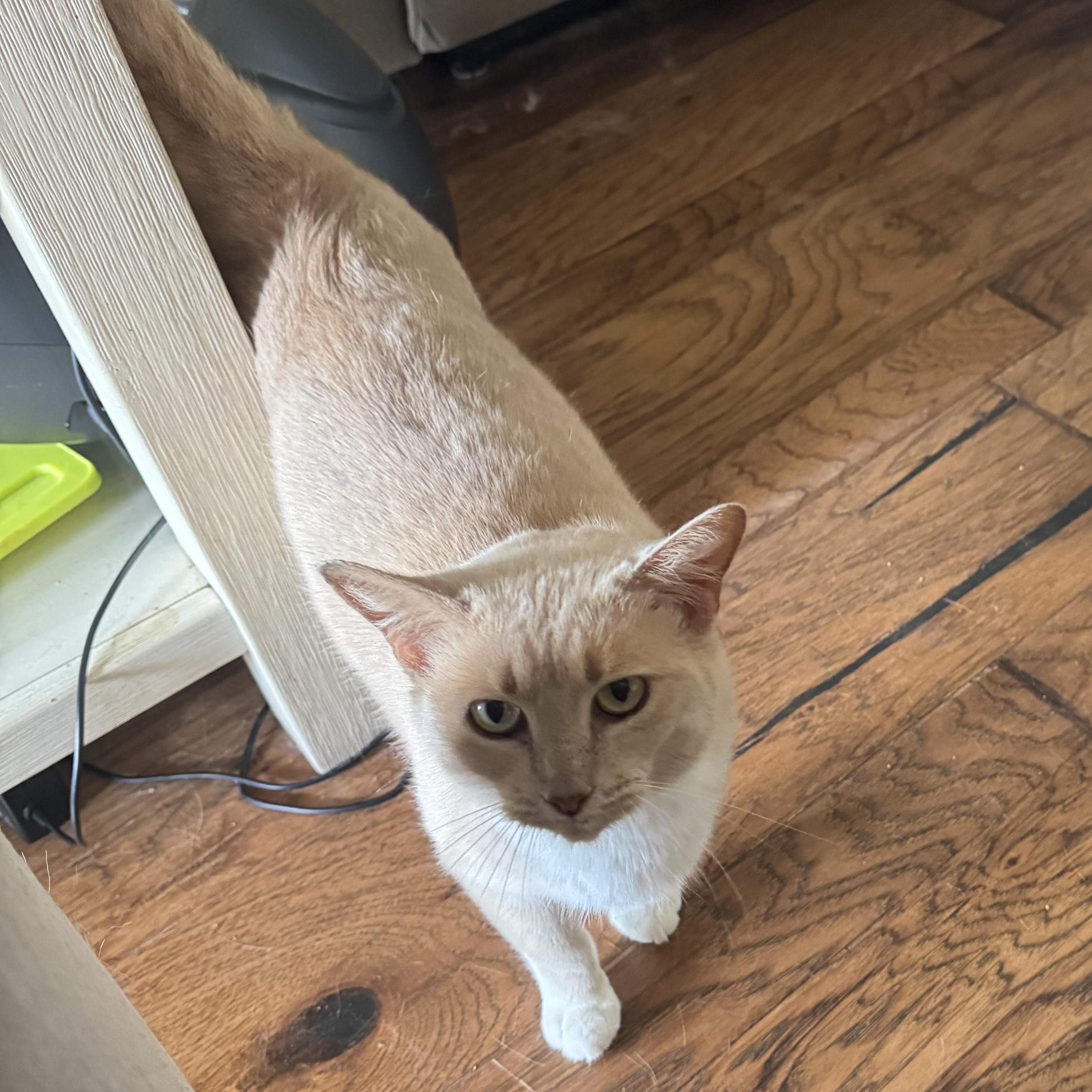Enlarge Chloe, a ADOPTABLE Domestic Short Hair in Springtown, TX image 3/4