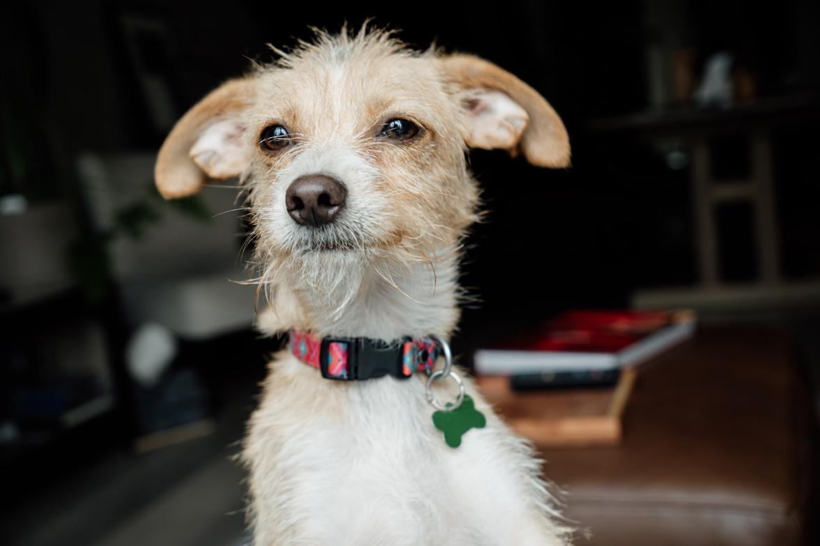 Molly, an adoptable Terrier in Calgary, AB, T3E 7R3 | Photo Image 5