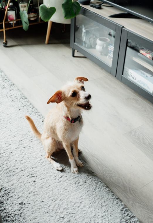 Molly, an adoptable Terrier in Calgary, AB, T3E 7R3 | Photo Image 4