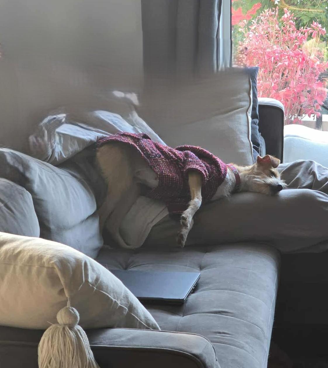 Molly, an adoptable Terrier in Calgary, AB, T3E 7R3 | Photo Image 3