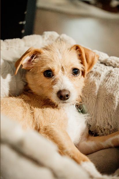 Molly, an adoptable Terrier in Calgary, AB, T3E 7R3 | Photo Image 1