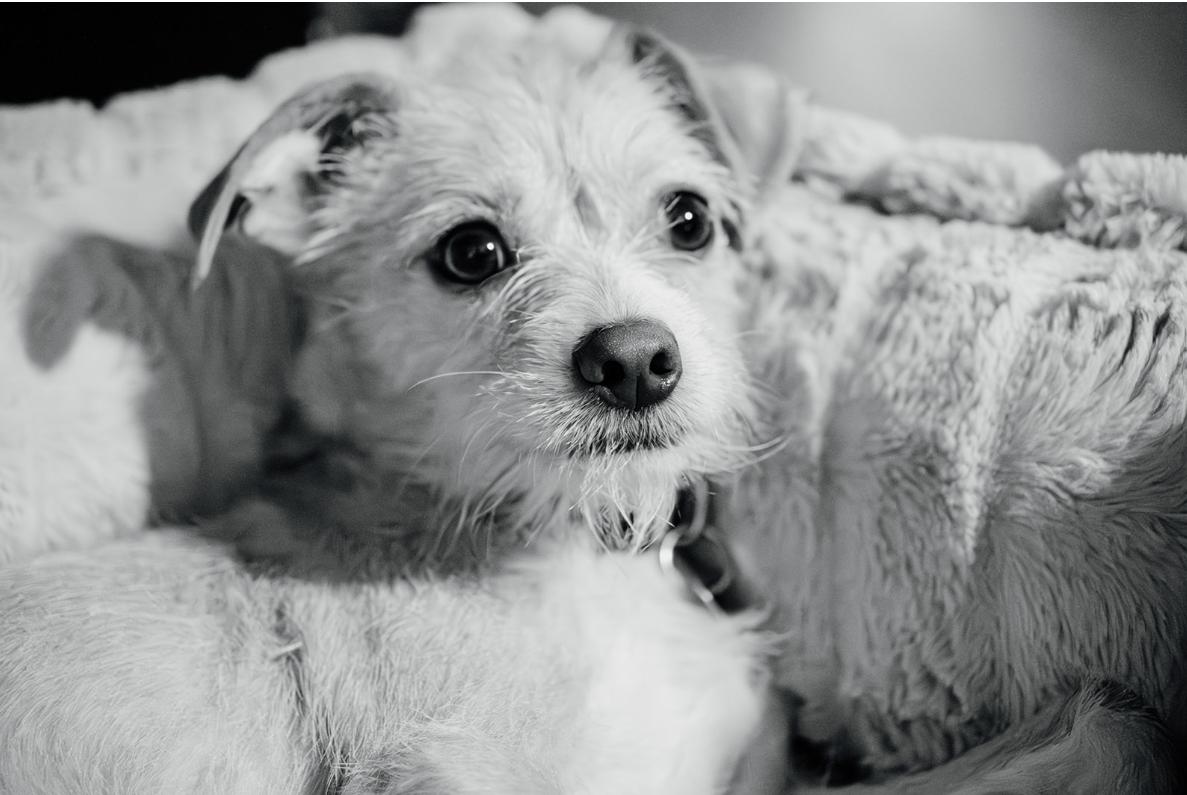 Molly, an adoptable Terrier in Calgary, AB, T3E 7R3 | Photo Image 6
